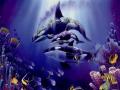 Baleine 001